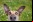Las fotos de mascotas más graciosas: Los finalistas de Comedy Pet Photography 2020 Las fotos de mascotas más graciosas: Los finalistas de Comedy Pet Photography 2020