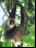 Animales que están al borde de la extinción (Galería) Animales que están al borde de la extinción (Galería)