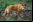 Animales que están al borde de la extinción (Galería) Animales que están al borde de la extinción (Galería)