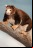 Animales que están al borde de la extinción (Galería) Animales que están al borde de la extinción (Galería)